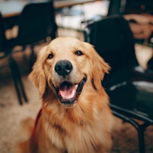 Quelles sont les qualité du Golden retriever comme chien de compagnie