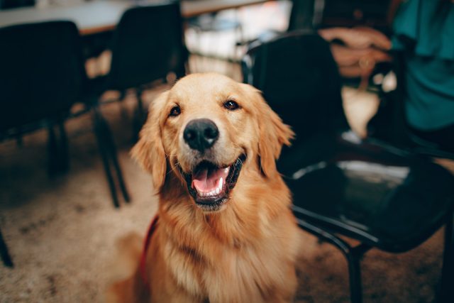 Quelles sont les qualité du Golden retriever comme chien de compagnie