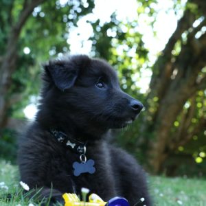 un chien noir assis dans l'herbe après une test ADN