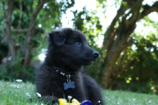 un chien noir assis dans l'herbe après une test ADN