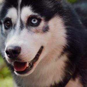 Guide Complet pour Maintenir la Santé de Votre Chien