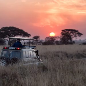 safari en Afrique