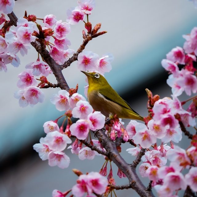 Quels sont les joyaux cachés du Japon pour observer les oiseaux en toute sérénité ?