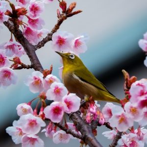 joyaux cachés du Japon