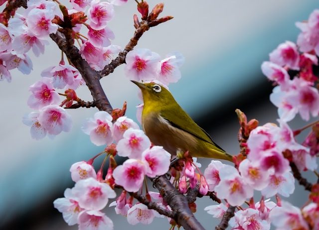 joyaux cachés du Japon