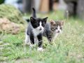 Les signes de douleur chez les chats : guide pour les reconnaître et y répondre