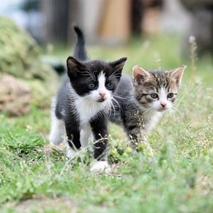 Douleur chez les chats