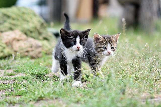 Les signes de douleur chez les chats : guide pour les reconnaître et y répondre