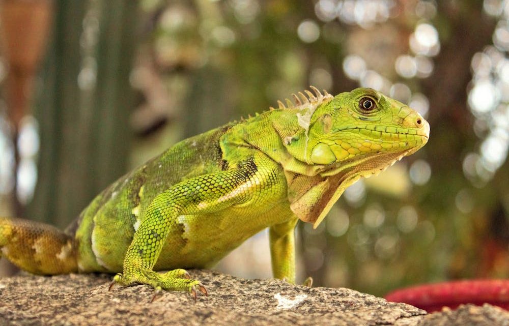 Top 10 des animaux de compagnie exotiques à adopter