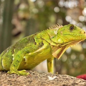 Animaux de compagnie exotiques