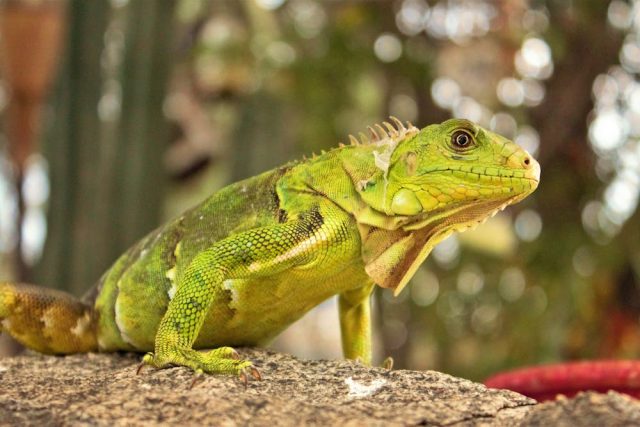 Animaux de compagnie exotiques