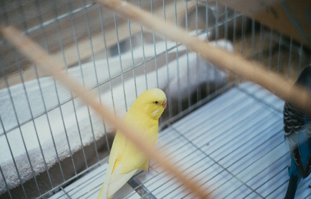 Comment prendre soin d’un oiseau en cage : conseils pratiques