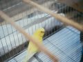 Comment prendre soin d’un oiseau en cage : conseils pratiques