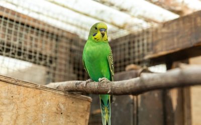 Habitat pour oiseaux