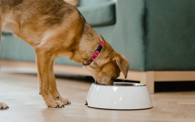 Nutrition des animaux de compagnie